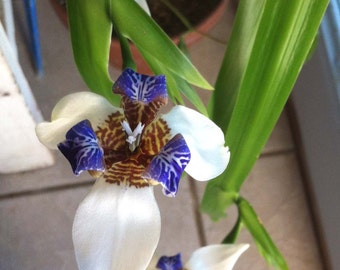 Walking iris plant | Etsy