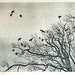 Etching - 'Hillsborough Rooks' - Black and White Etching - Original Bird Print - William White - Birds in Sky Etching - Free Shipping