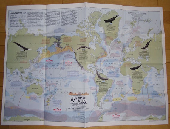 Vintage Map of The Great Whales Migration and Range by thebookcase