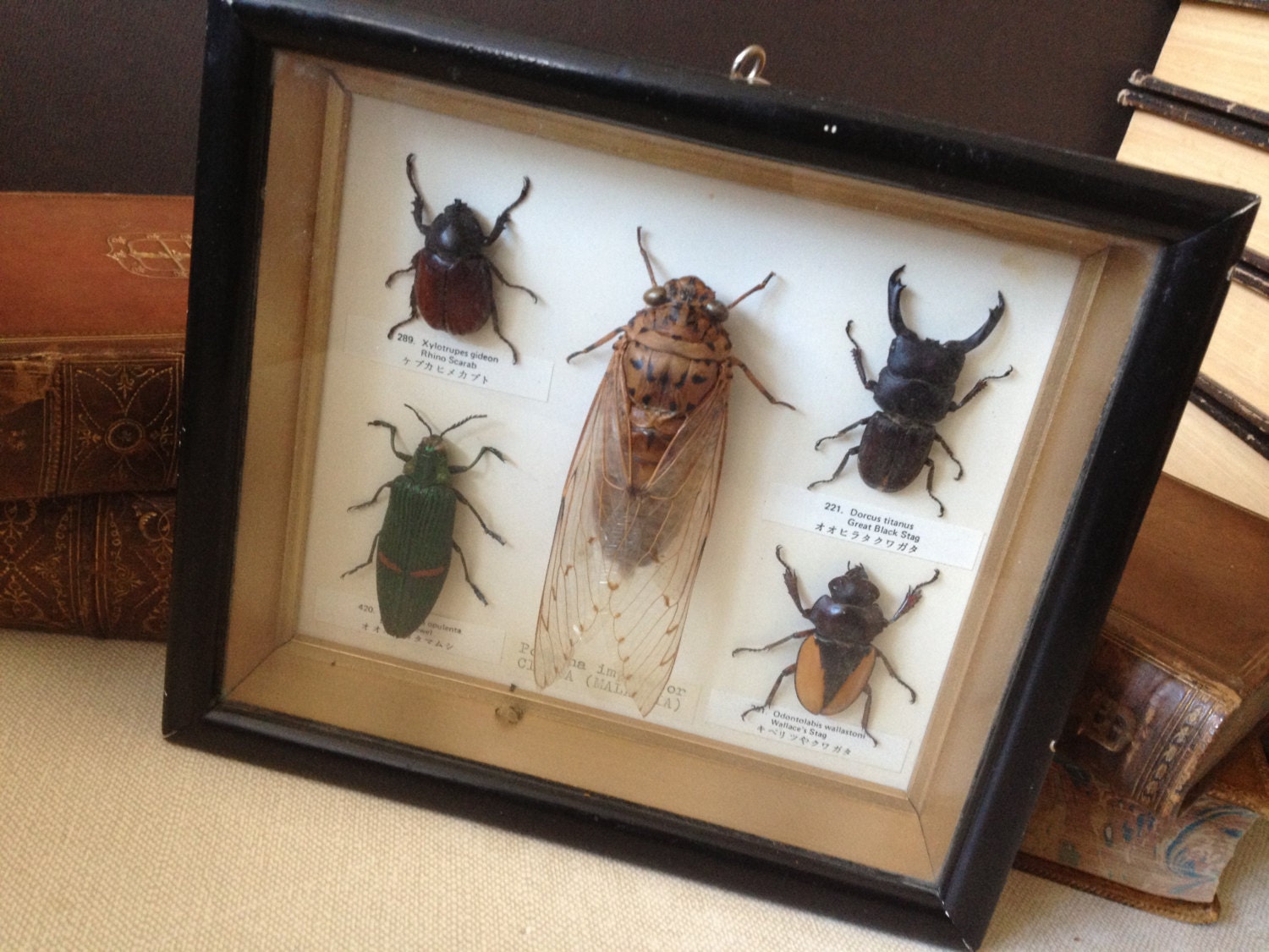 Vtg Cicada & Insect Collection // Framed