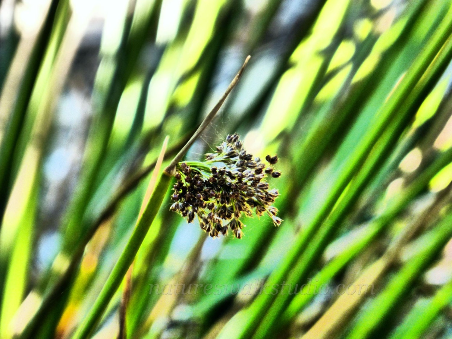 Grass Seed Head Summer Green Garden Native Plant Abstract