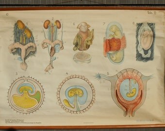 Vintage Belgian School Chart of Mammal Embyrology