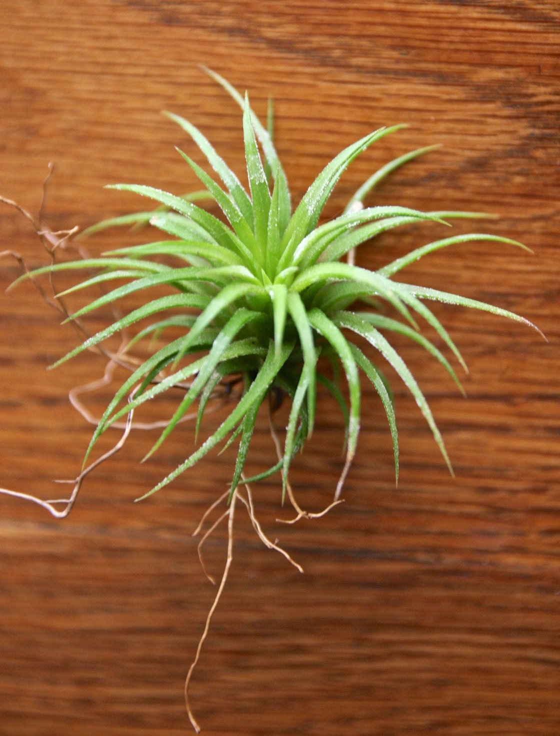 Easy to care for Air plants for sale add on a SINGLE
