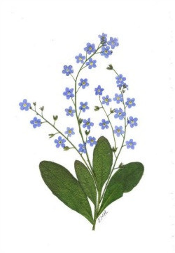 Cards, Pressed Flowers, Set of 6 Notecards,