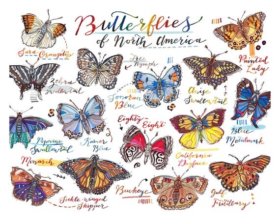 Items Similar To Butterfly Print. Butterflies Of North America ...