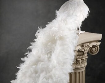 White Peacock Large Peacock Simply Beautiful