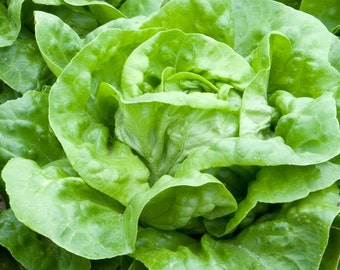 2g (approx. 2000) butterhead lettuce seeds ATTRACTION slow bolting Tender lettuce Sweet flavor and minimal bitterness <Best before 12.2018!>