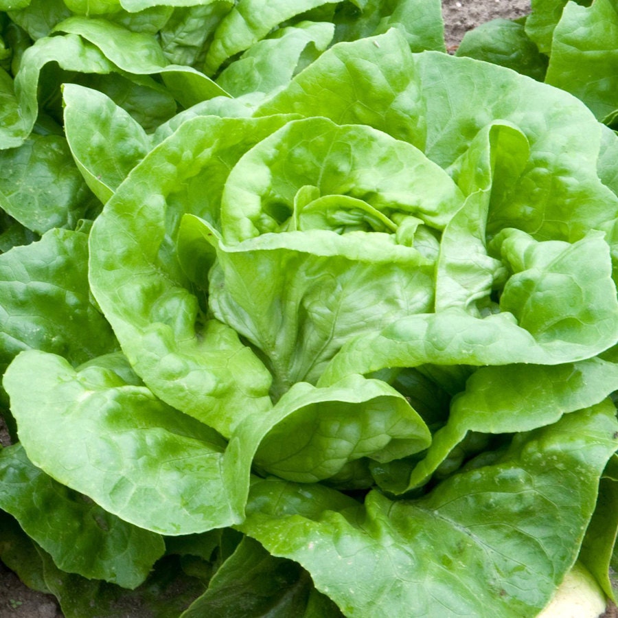 2g approx. 2000 butterhead lettuce seeds ATTRACTION slow