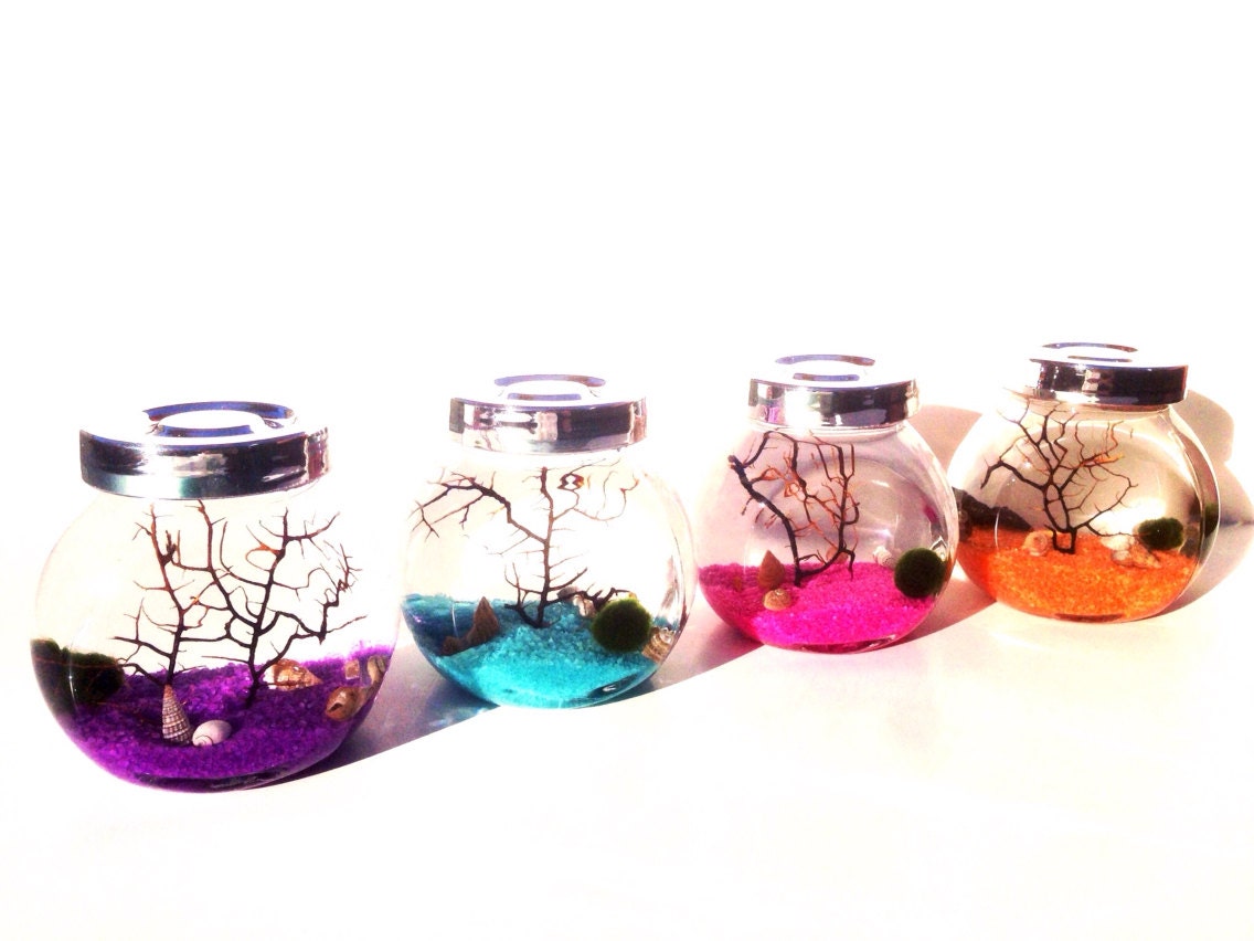 Marimo Terrarium Rainbow Zen Garden Gift Set