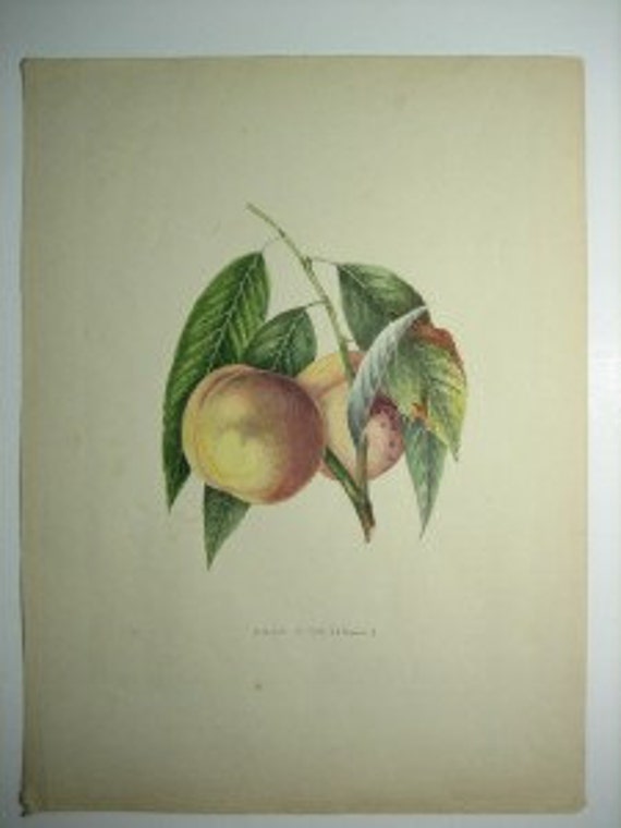 Alexandre Bivort Antique Fruit Print Peach DRAP D'OR