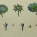 Lamarck Antique 1789 Botanical Print Copperplate Engraving Scabiosa PL 57