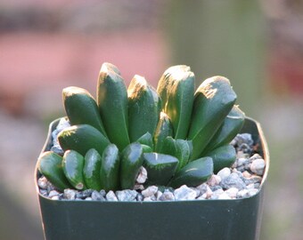 Haworthia Truncata Succulent Plant
