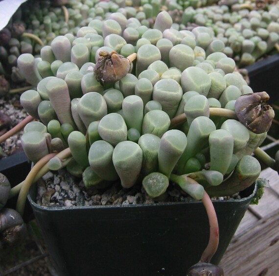 Fenesteria Baby Toes Succulent Plant