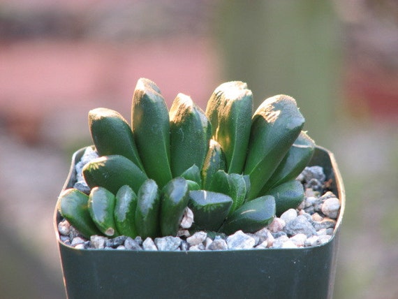 Haworthia Truncata Succulent Plant