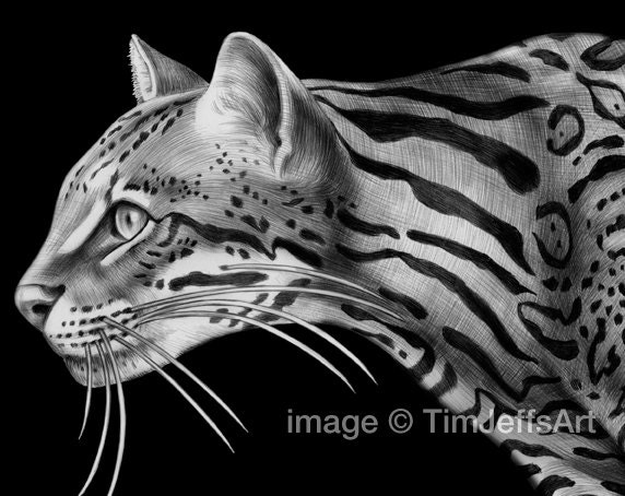 Ocelot Ink Drawing by TimJeffsArt on Etsy