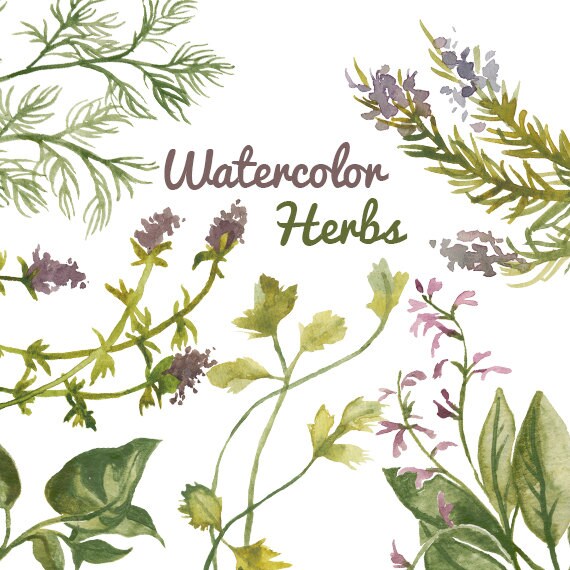 Herbal clip art