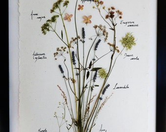 Herbarium of natural dried flowers