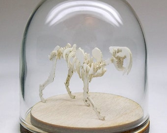 39mm Glass display dome with wood base