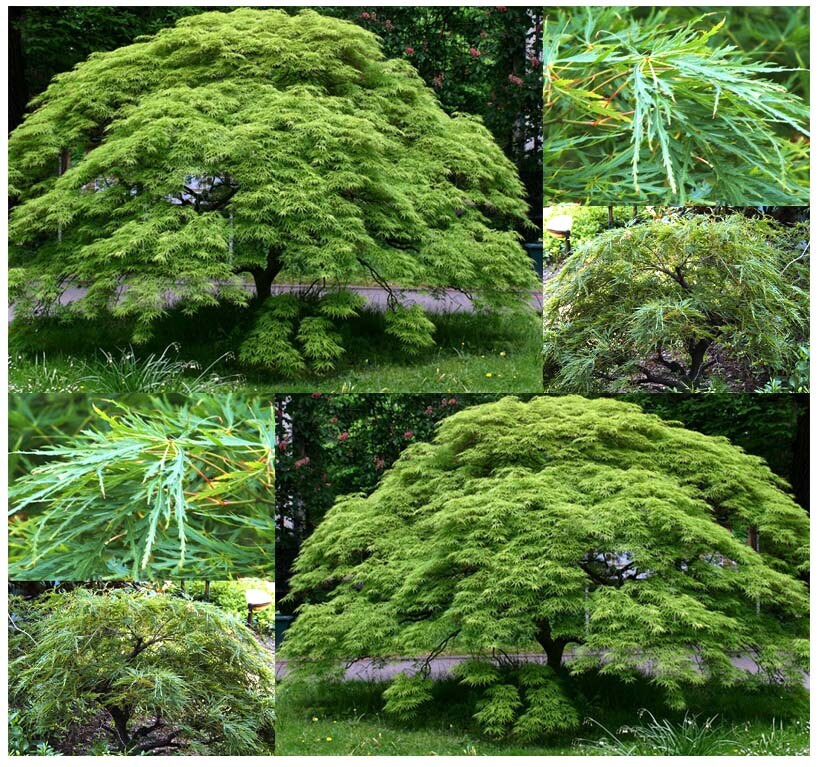 waterfall japanese maple care