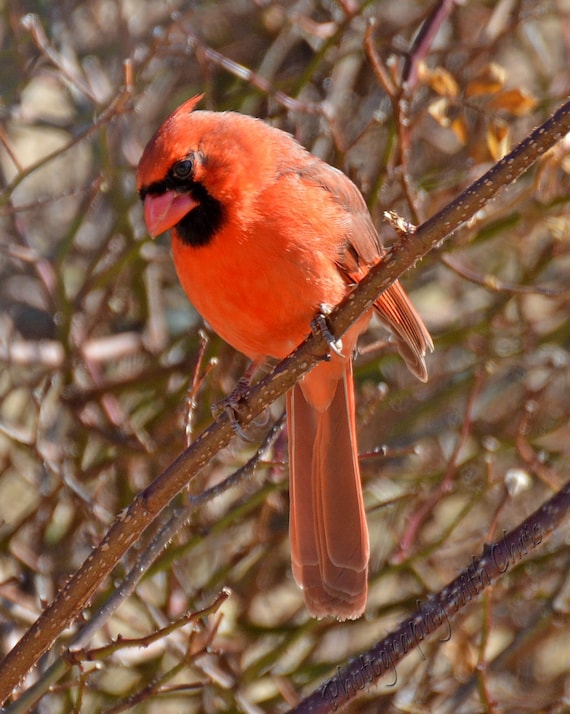 Summer Cardinal