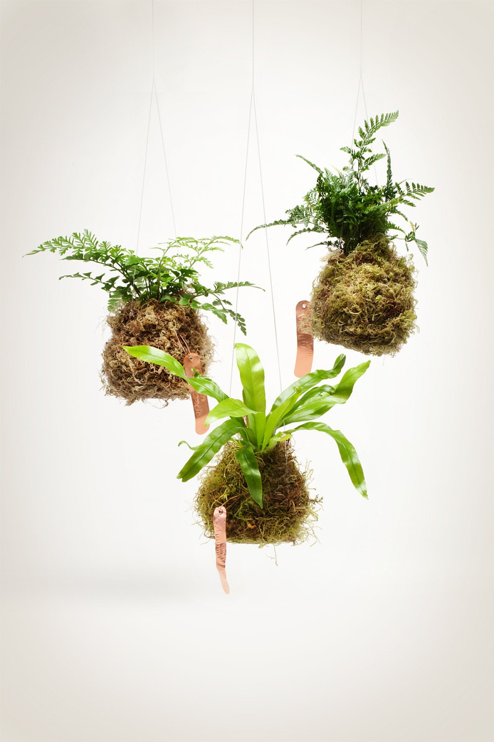 Fern Kokedama String Garden