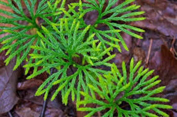 18 FAN CLUBMOSS Running cedar Ground pine Club Moss Low