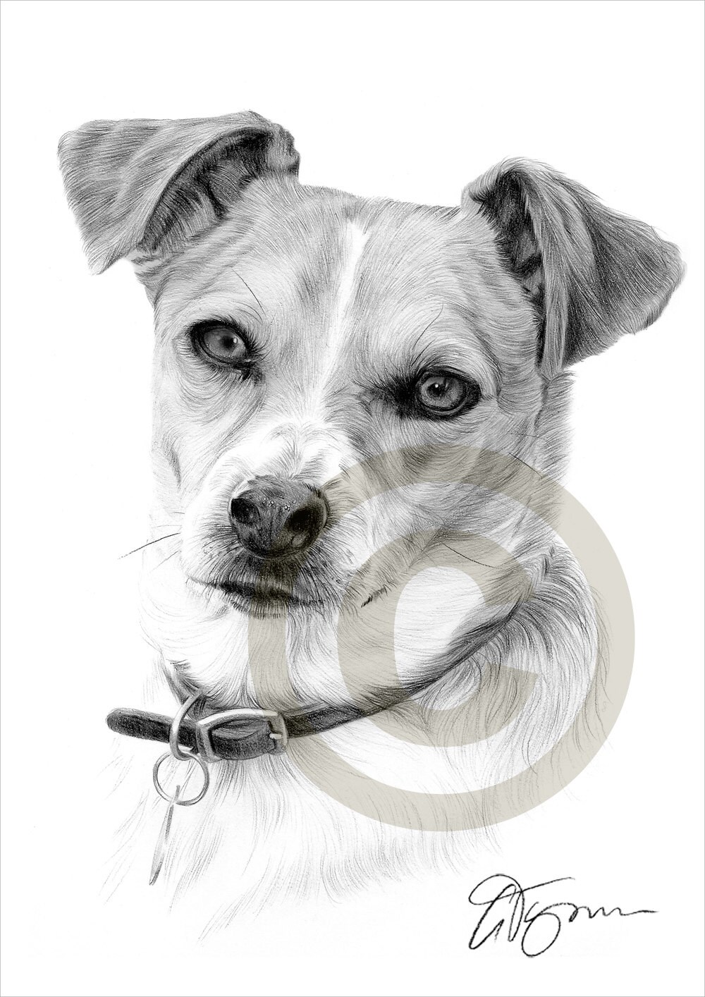 Hund Jack Russell Terrier Bleistiftzeichnung Drucken