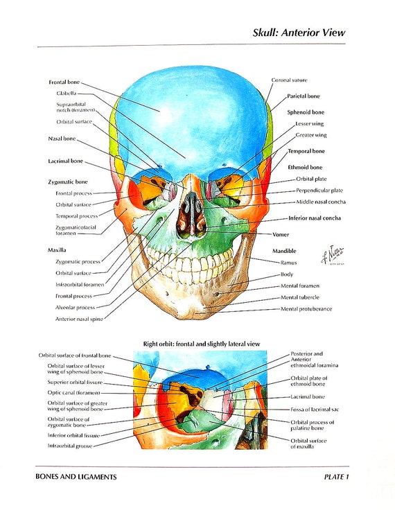 The Human Skull Anatomical Chart - Anatomy Models And Anatomical Charts 733