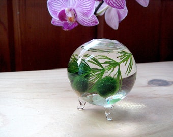 SALE! Zen Nano Orb Marimo Ball Ecosphere Terrarium