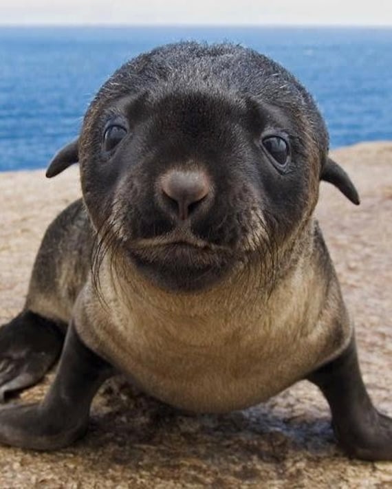 Items similar to Baby Seal Cotton Onesie/Toddler Shirt on Etsy