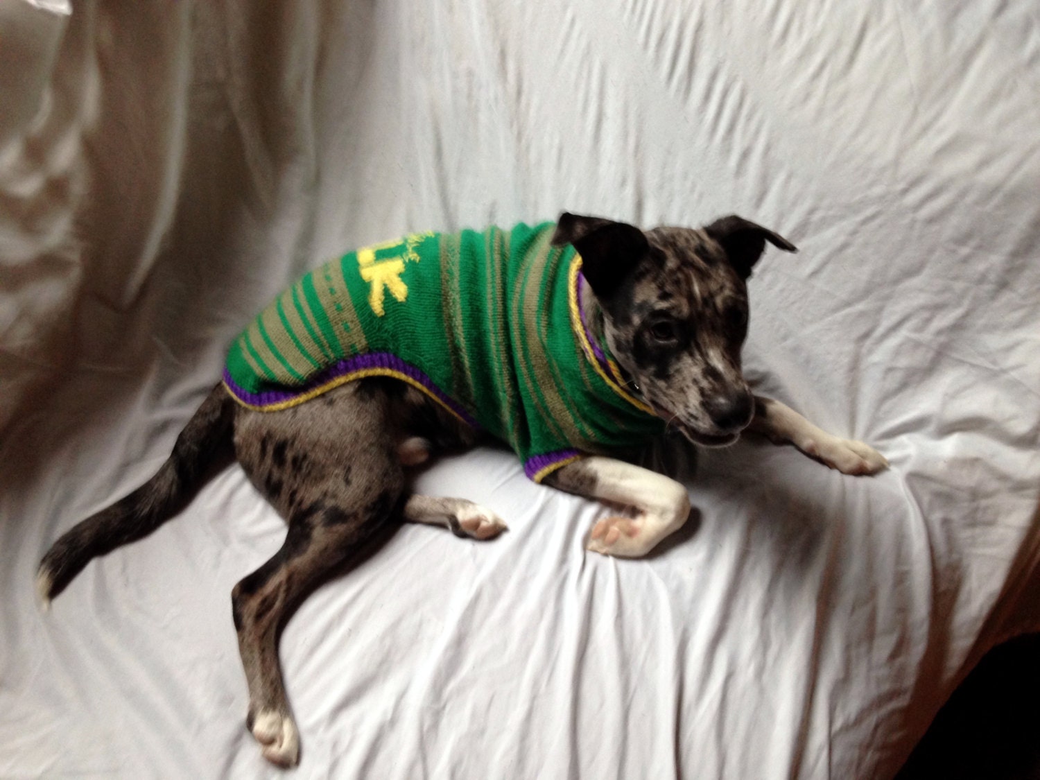 Knit to Order Personalized Dog Sweater