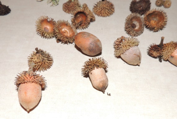 Items similar to Acorn caps felting spiky acorn hair tan acorns tops ...