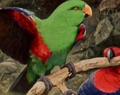 Antique print.1911-1920.Lithograph in color.The Green PARROT.99 year old print.Birds print.Natural History print.9.8x6.6 inches or 25x17cm