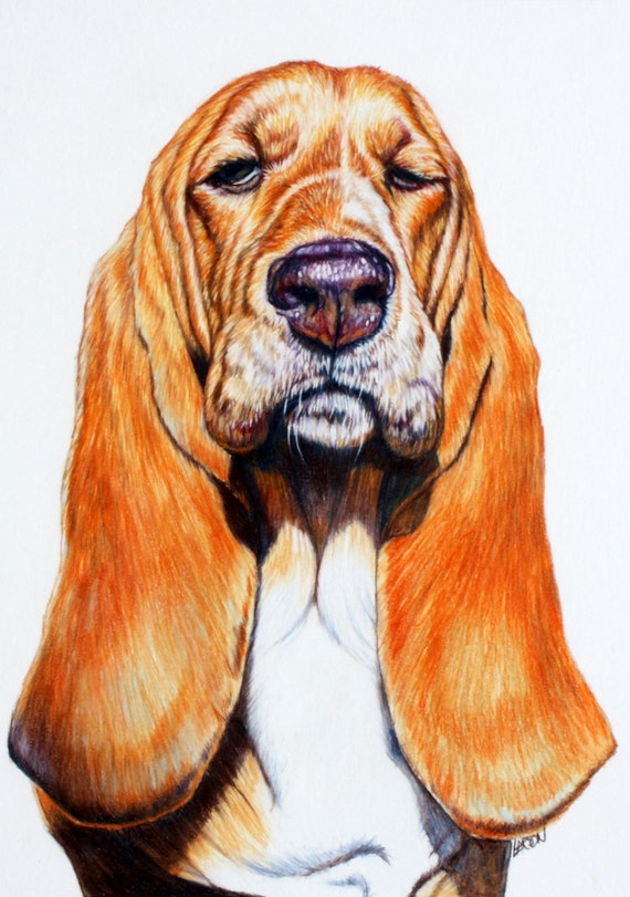 Items similar to Original art Basset Hound drawing on Etsy