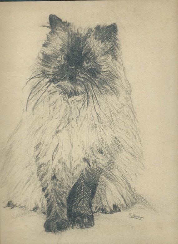 Vintage Cat Drawing 9x12