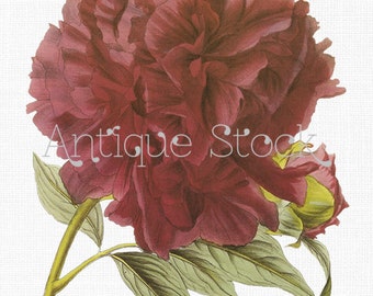 Orchid old Image Cattleya Flowers Drawing Clip Art Vintage