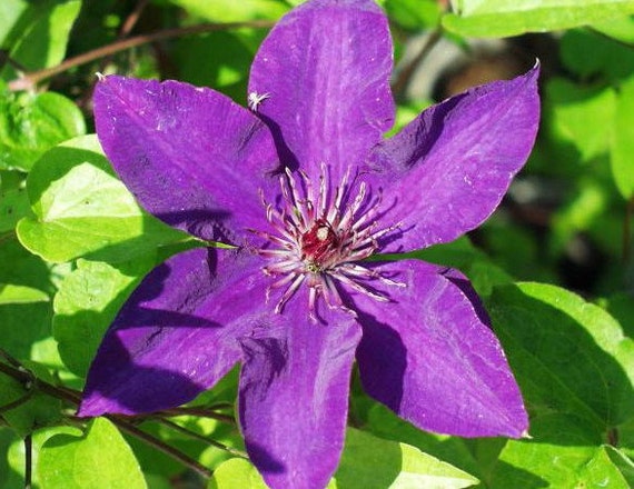 The President Clematis Vine Deep Purple 2.5 Pot by HirtsGardens