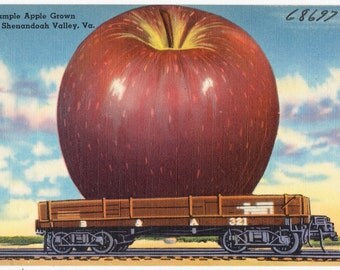 2,300 Vintage Postcard Collection of Virginia & Texas (1930's-1940's) {Hi Res, jpg 300dpi} on DVD