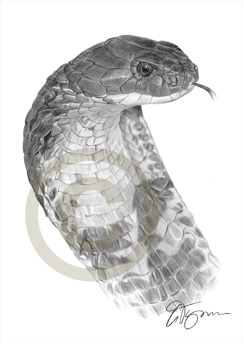 Snake King Cobra pencil drawing print A4 size artwork