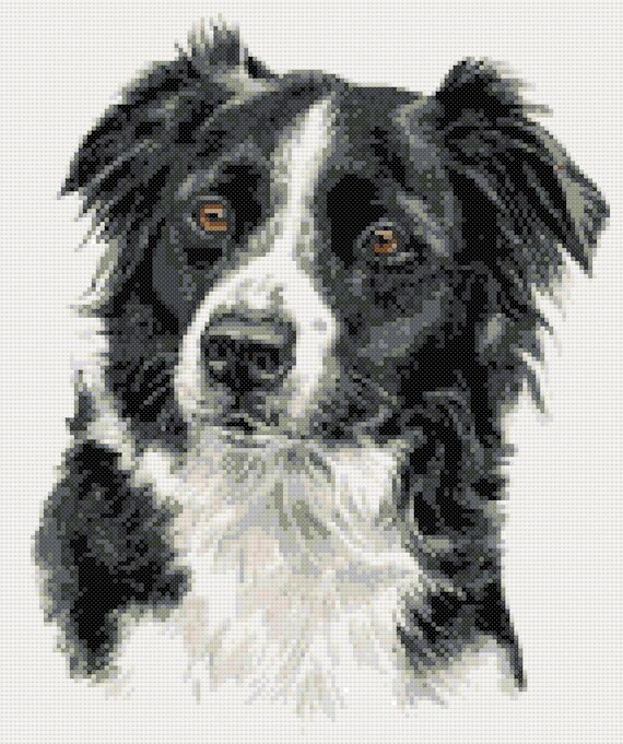 Border collie No3 counted cross stitch kit