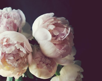 Photography flower still life peony photograph pale pink floral dark botanical print floral black wall art 16x20 "Peony Three"