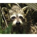 Curious Wet Baby Raccoon 4 x 6 inch Postcard - Masked Bandit of Louisiana Swampland