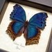 Real Framed Blue Velvet Butterfly Conservation Shadowbox Display 453