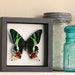 Framed Sunset Moth Shadowbox Art Frame 1329