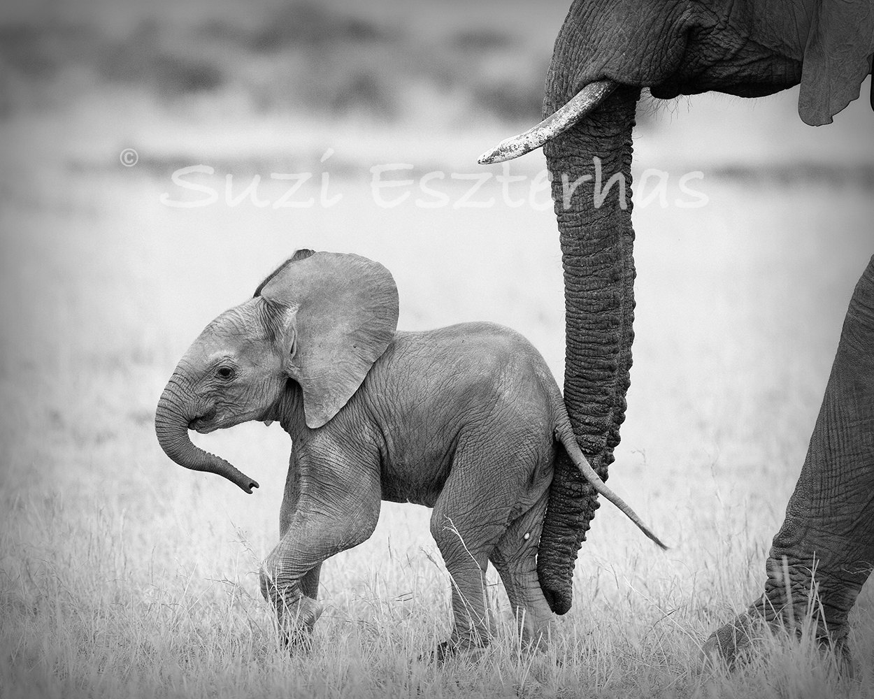 SAFARI BABY ANIMALS Set of 4 Black & White Photos Elephant