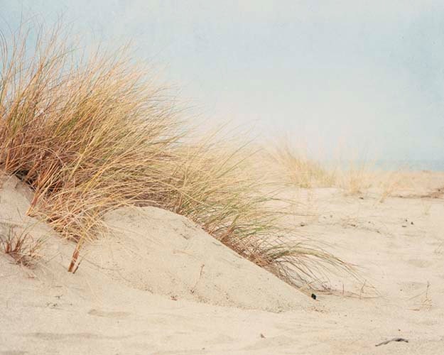 Coastal Wall Art Pale Beach Photography Seagrass Sand