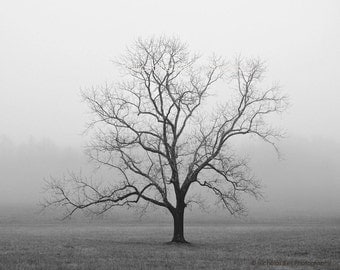 black and white photography, trees, tree, tree photography, lone tree, fog, foggy, Velvet Sunrise