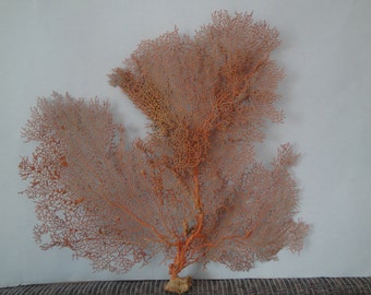 Pacifigorgia Red Sea Fan 15.8" x 16.5" Seashells Reef Coral
