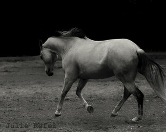 Horse Photography Black and White