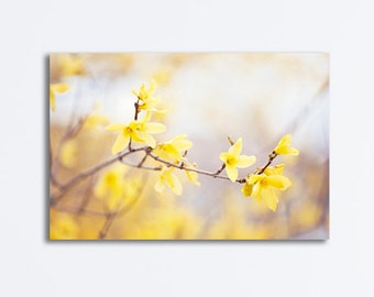 Yellow Flower Wall Art forsythia photography yellow nursery wall art flower floral Yellow Flower Wall Art forsythia photography yellow nursery wall art flower floral